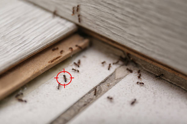Best Residential Pest Control  in Seminole, FL